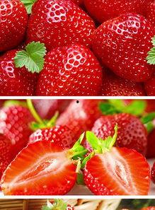 草莓视频国产,本土创新与全球视野的交融